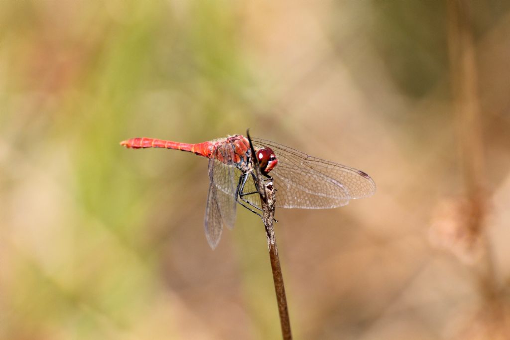 Sympetrum sanguineum? Tutti?